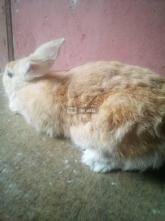 Rabbits for Sales (vaccinated) - 2