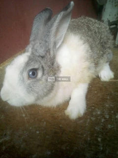 Rabbits for Sales (vaccinated) - 3