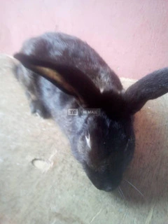 Rabbits for Sales (vaccinated) - 4