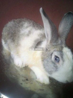 Rabbits for Sales (vaccinated) - 5