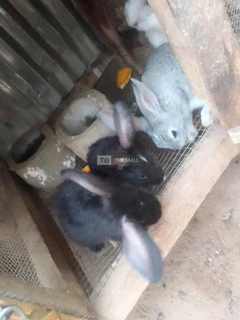 Weaners Rabbit for Sale