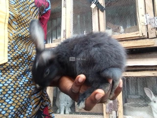 Weaners Rabbit for Sale - 2