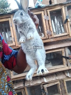 Weaners Rabbit for Sale - 3