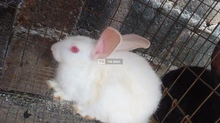 Weaners Rabbit for Sale - 4