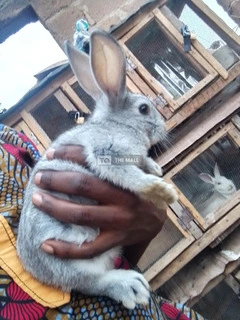 Weaners Rabbit for Sale - 5