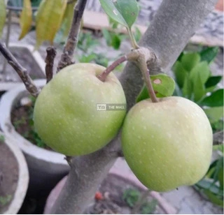 Apple Seedlings - 4