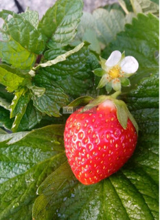 Strawberry Seedlings