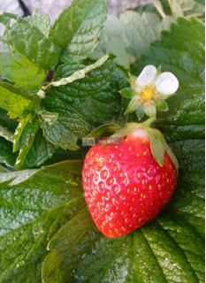 Strawberry Seedlings