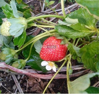 Strawberry Seedlings - 2