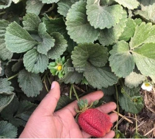 Strawberry Seedlings - 4