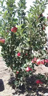 Apple Seedlings